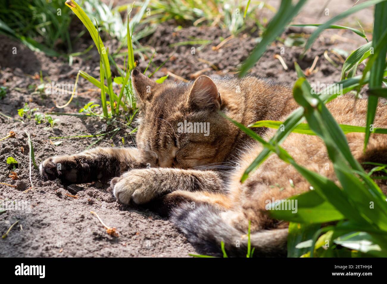 Un beau chat repose dans l'herbe. Le chat est couché dans le jardin Banque D'Images