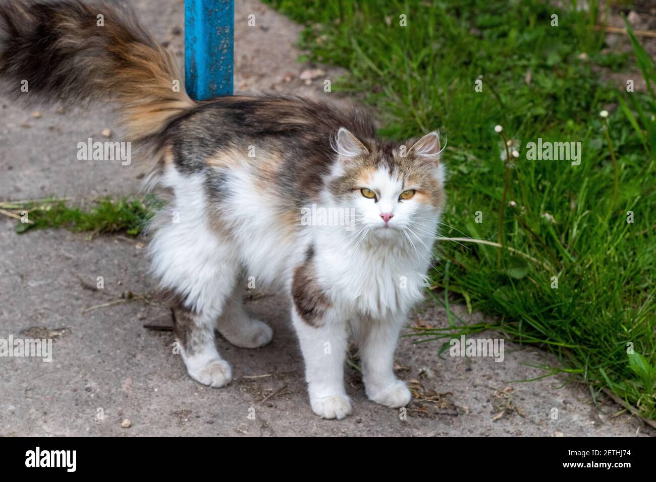 Un beau chat blanc est en train de regarder les événements dans le jardin. Chat reposant dans la nature Banque D'Images