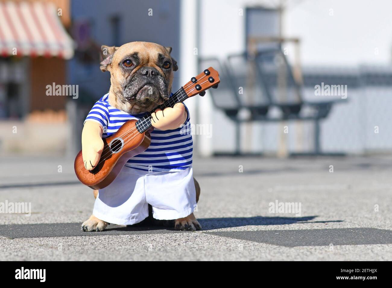 Chien Bulldog français habillé avec le costume de musicien de perfomer de rue porter une chemise rayée et de faux bras tenant une guitare jouet dans la rue de la ville o Banque D'Images