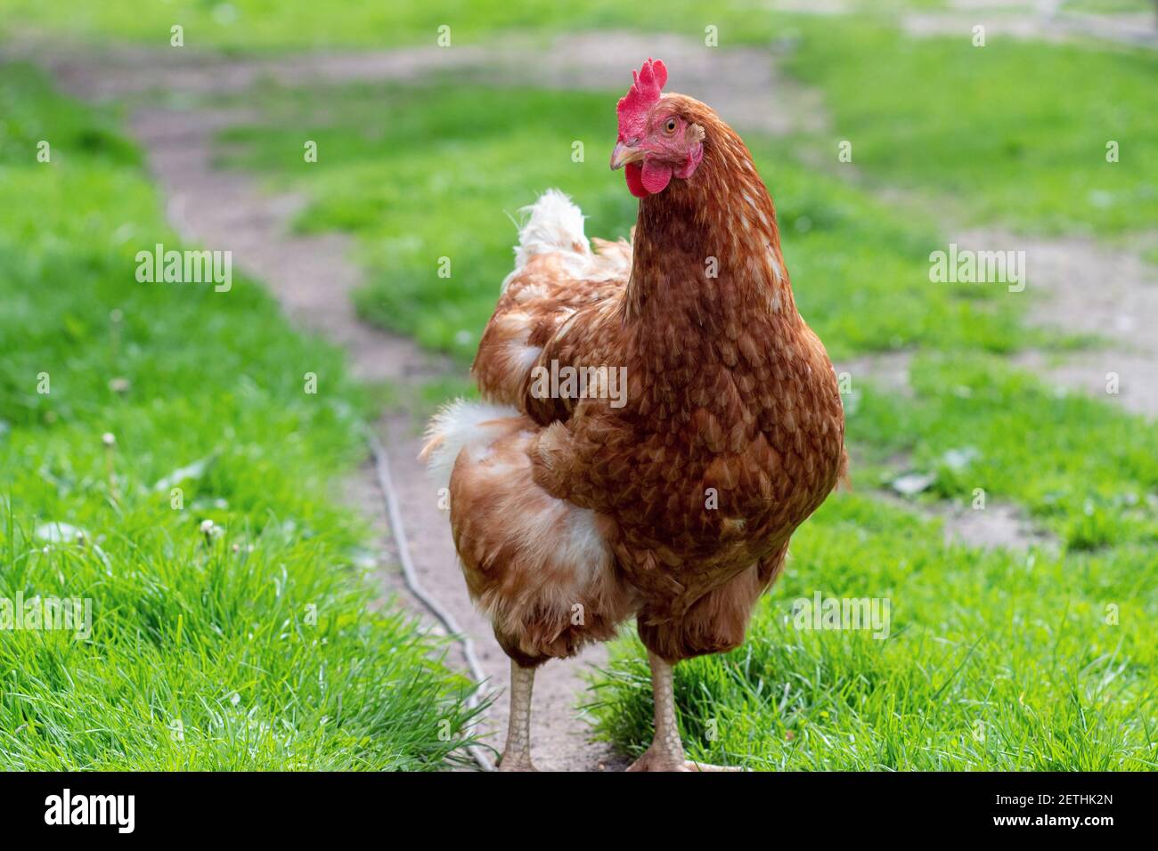 Gros plan sur le poulet à la campagne. La croissance des poulets. La production d'oeufs Banque D'Images