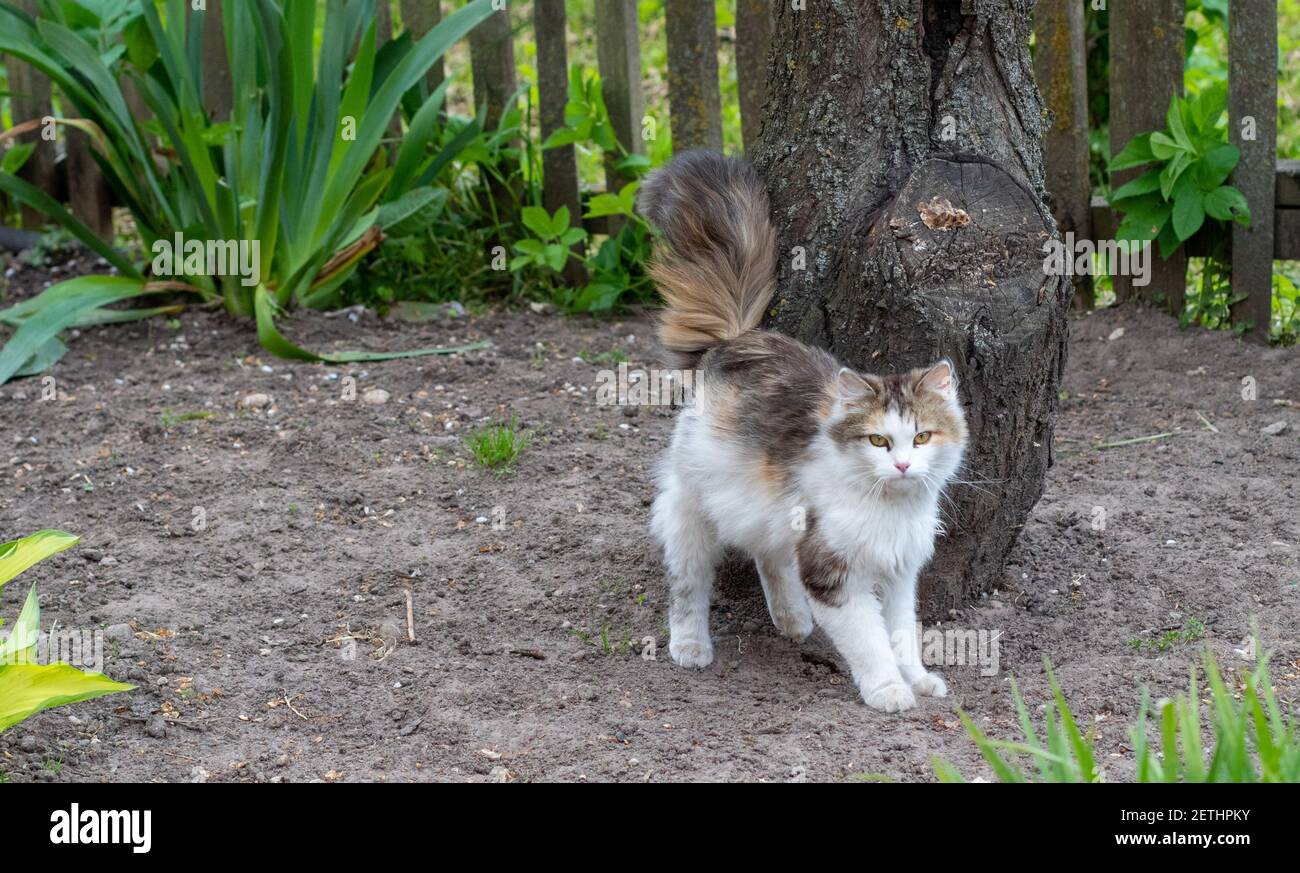 Un beau chat blanc est en train de regarder les événements dans le jardin. Chat reposant dans la nature Banque D'Images