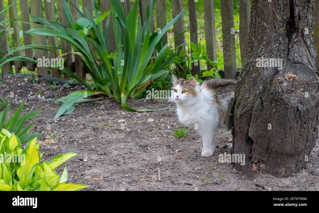 Un beau chat blanc est en train de regarder les événements dans le jardin. Chat reposant dans la nature Banque D'Images