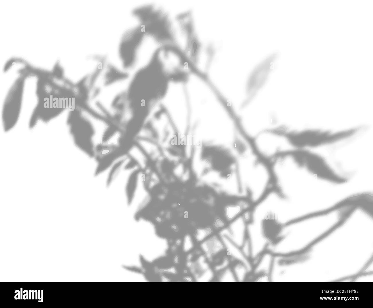 Vecteur été plante ombre arrière-plan. Ombre de la fleur de l'herbe à lait du bonheur sur le mur blanc. Blanc et noir pour d'une photo ou d'une maquette Illustration de Vecteur