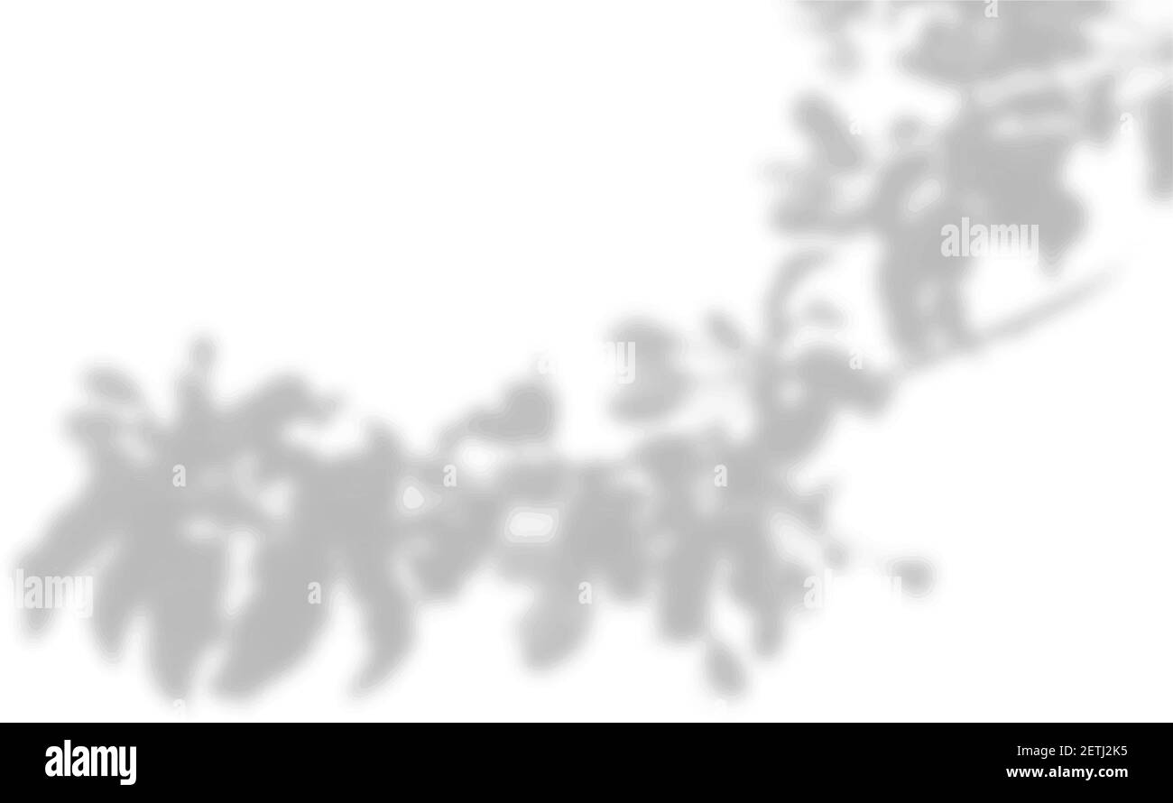 Vector été arrière-plan des ombres de plantes. Ombre de feuilles d'arbre sur un mur blanc. Blanc et noir pour superposer une photo ou une maquette Illustration de Vecteur