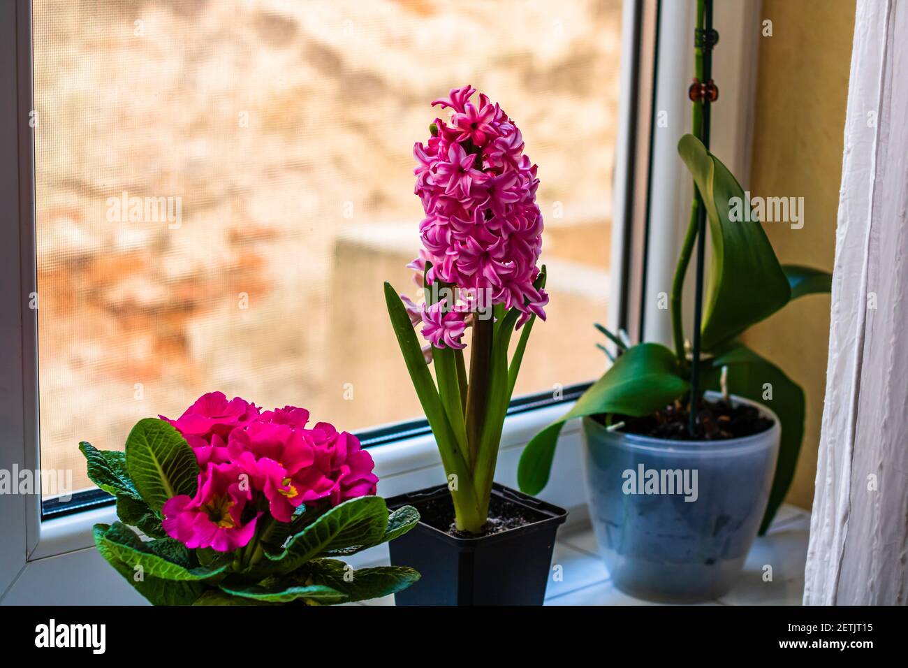 Jacinthe rose dans un pot, plantes maison fleurs près de la fenêtre  intérieure Photo Stock - Alamy