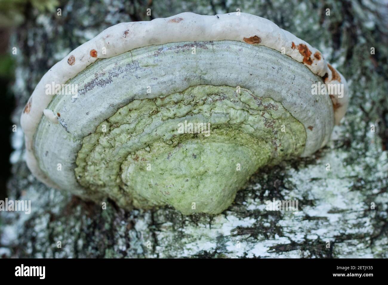 Le champignon Polyporales pousse sur le tronc d'un bouleau Banque D'Images