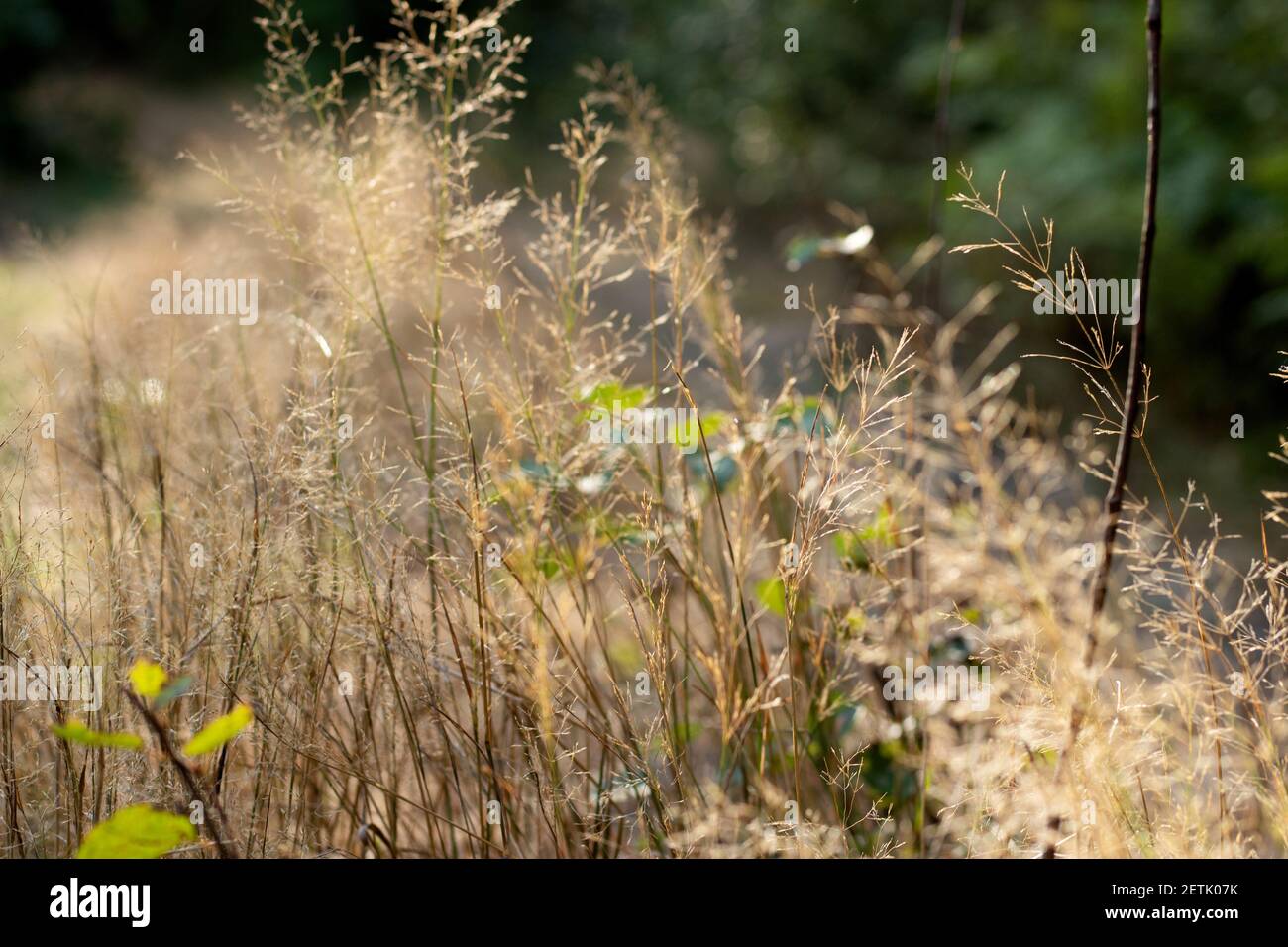 Panicules à fourrure sèche de Calamagrostis Ground (Calamagrostis epigeios) dans un pré avec un espace de copie Banque D'Images