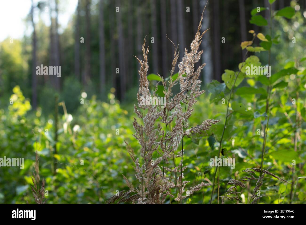 Panicules à fourrure sèche de Calamagrostis Ground (Calamagrostis epigeios) dans un pré avec un espace de copie Banque D'Images