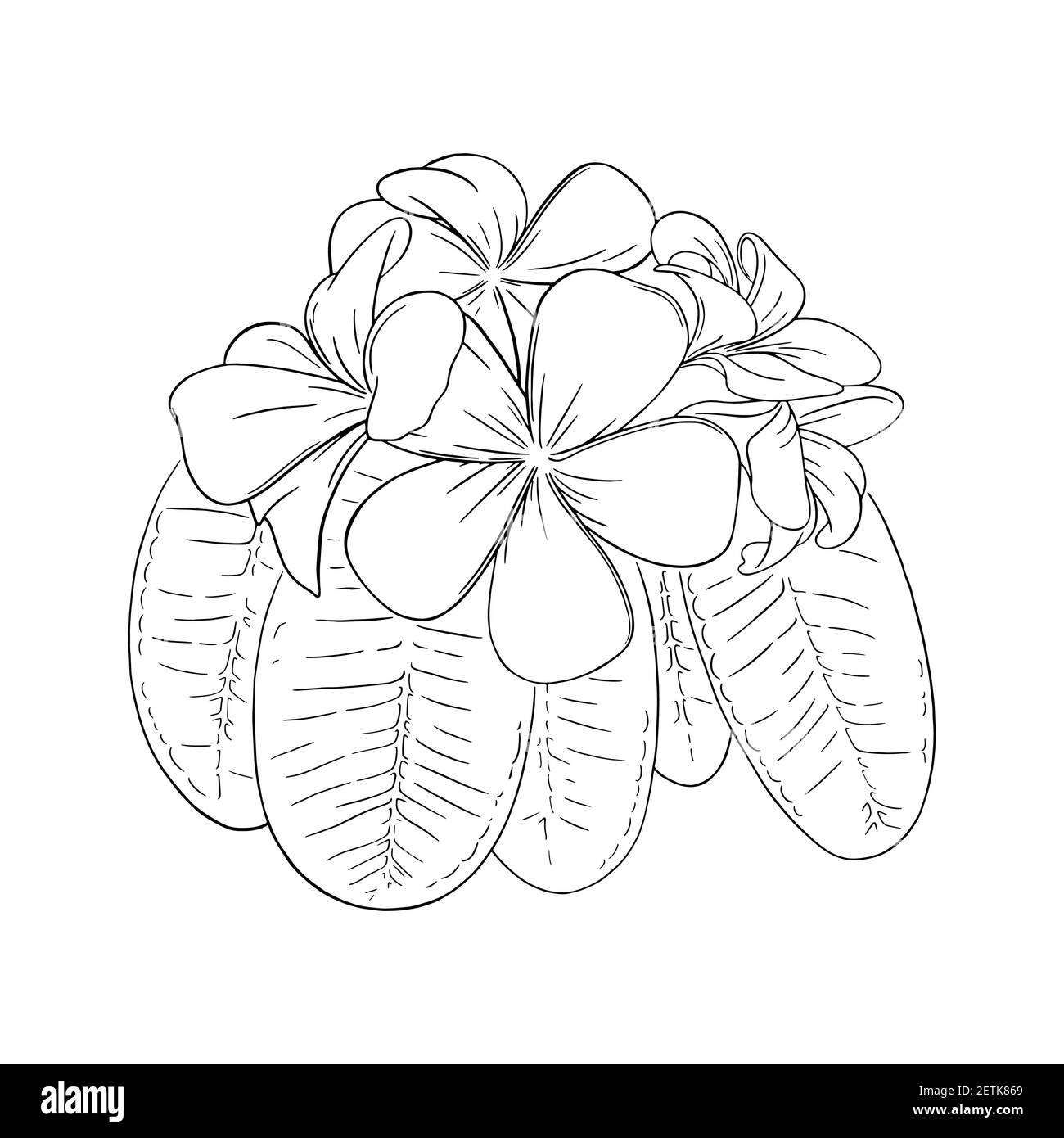 Frangipani ou plumeria fleurs tropicales avec feuilles. Frangipani gravé isolé sur fond blanc. Illustration vectorielle Illustration de Vecteur