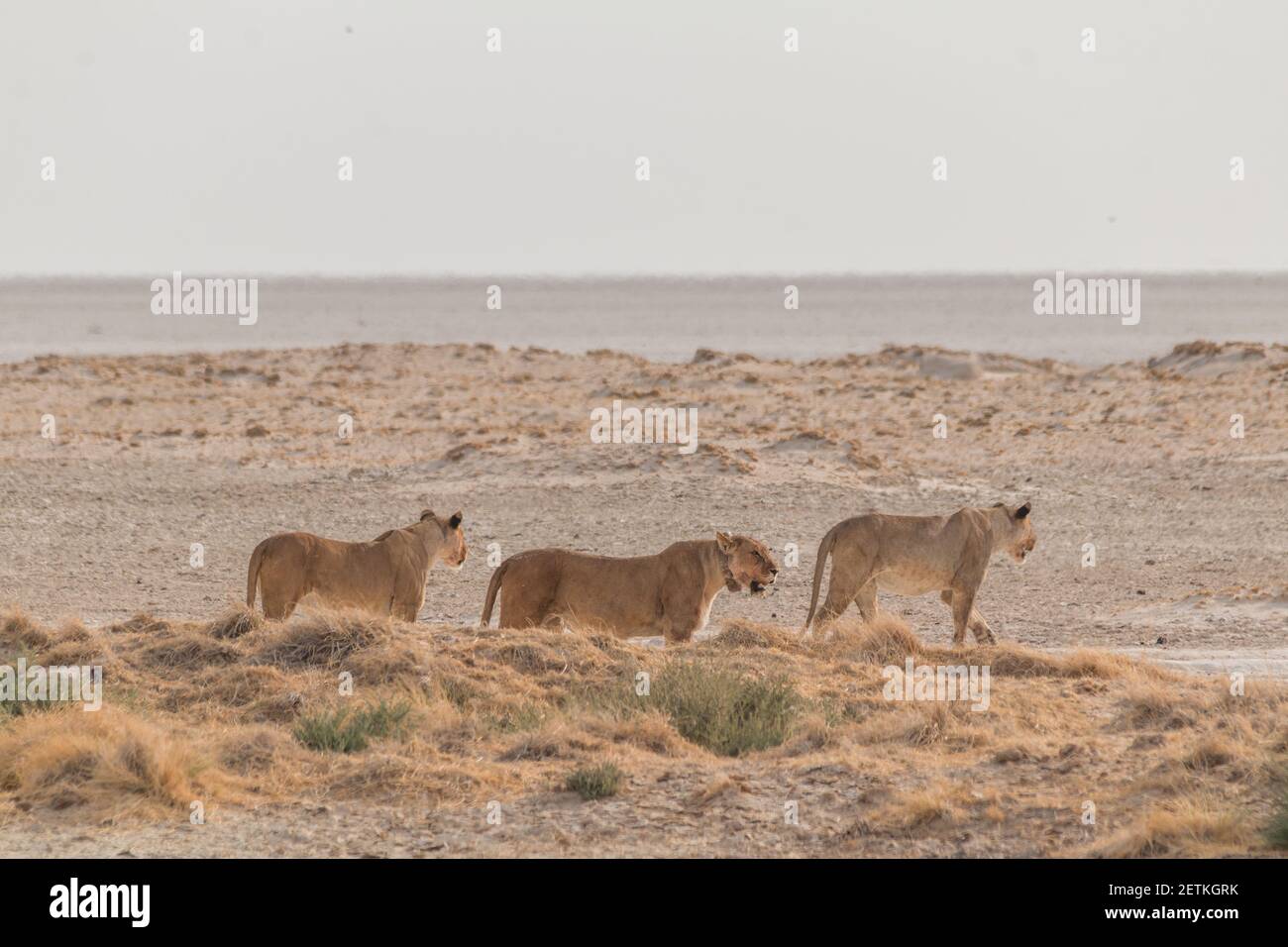 Lions tôt le matin dans les dunes de sable au bord de l'Etosha PAN en Namibie, en Afrique Banque D'Images