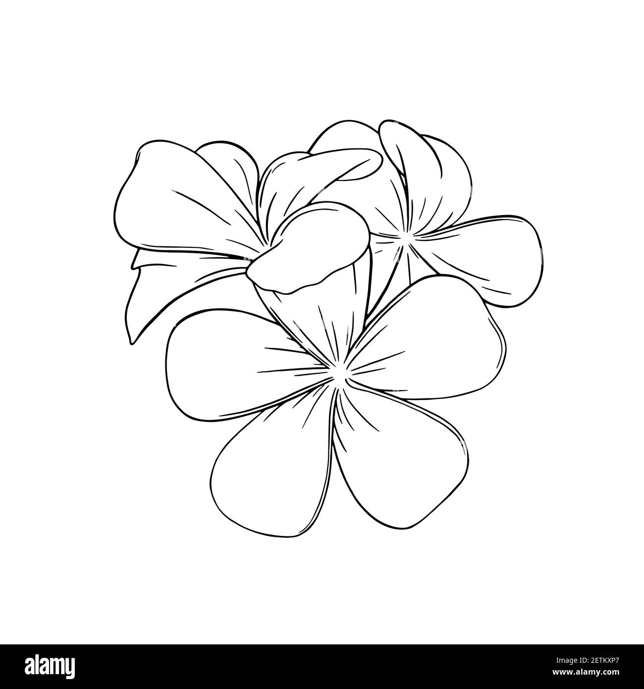 Frangipani ou fleurs tropicales de la plumeria. Frangipani gravé isolé sur fond blanc. Illustration vectorielle Illustration de Vecteur