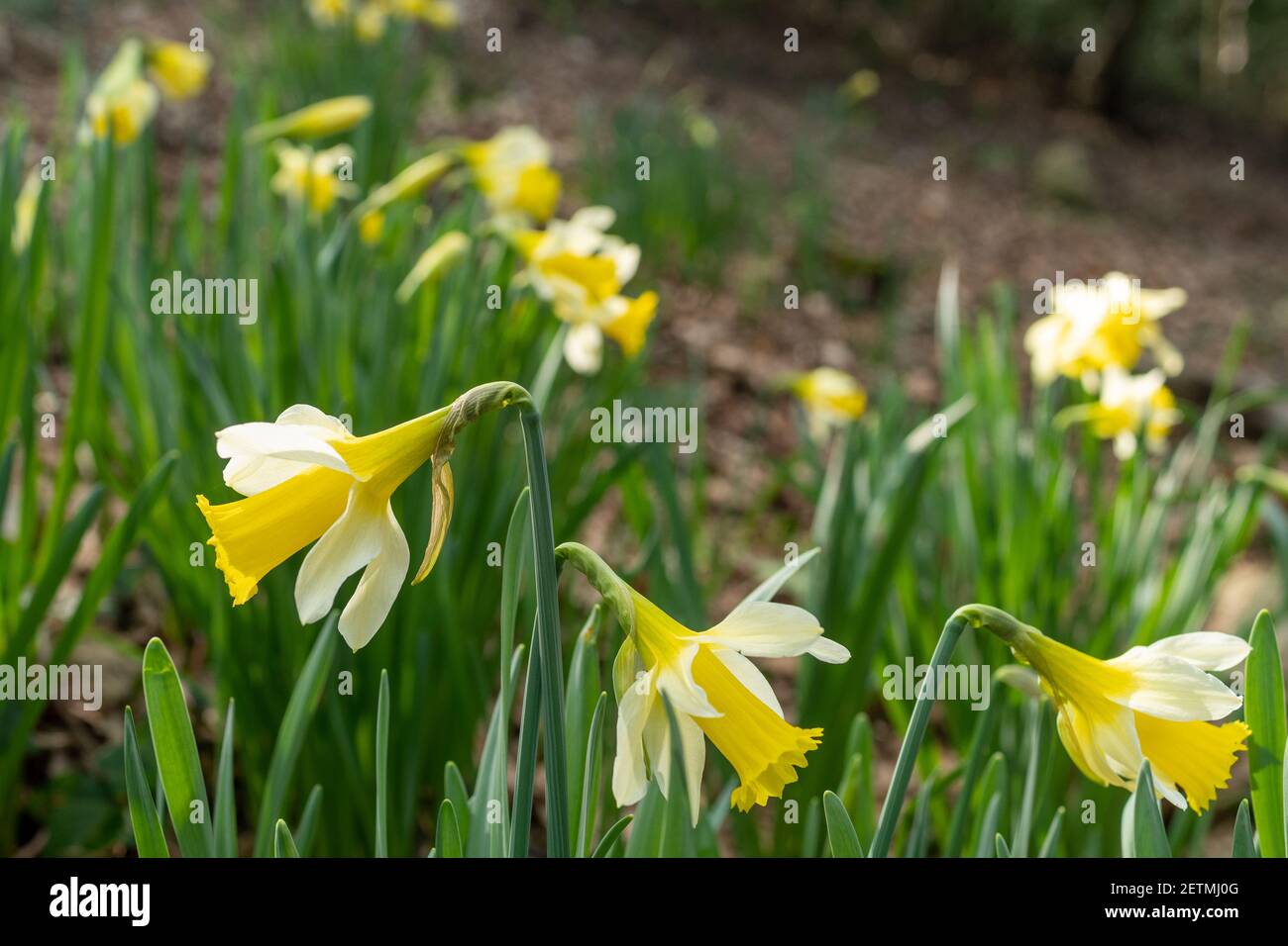 Jonquilles sauvages (Narcisse pseudoquescisse), fleur sauvage indigène dans les bois anciens de Warren Wood, Surrey, Royaume-Uni Banque D'Images