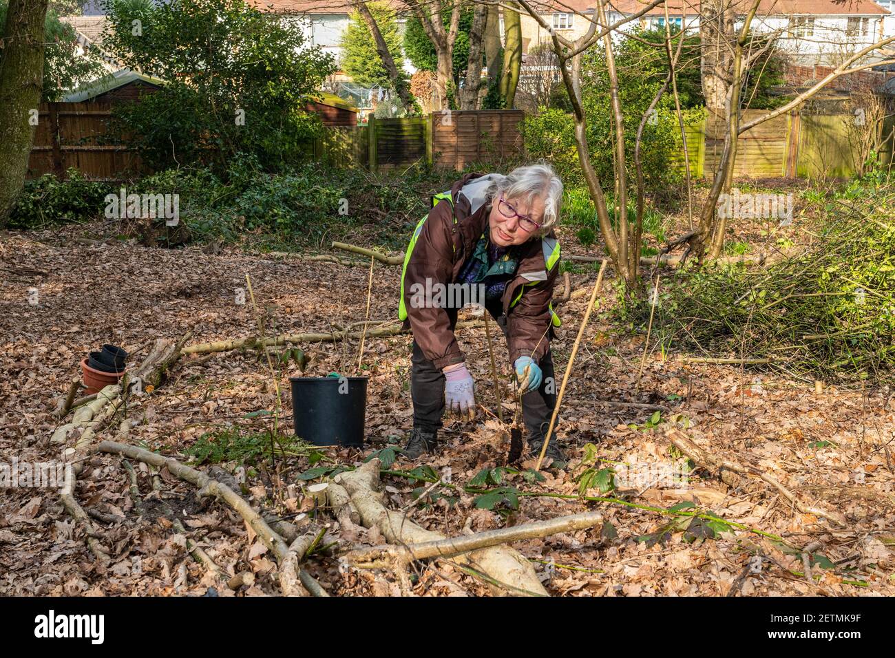 Des femmes bénévoles de la conservation plantent des arbres dans une zone boisée près de maisons, Surrey, Angleterre, Royaume-Uni Banque D'Images Des femmes bénévoles de la conservation plantent des arbres dans une zone boisée près de maisons, Surrey, Angleterre, Royaume-Uni Banque D'Images