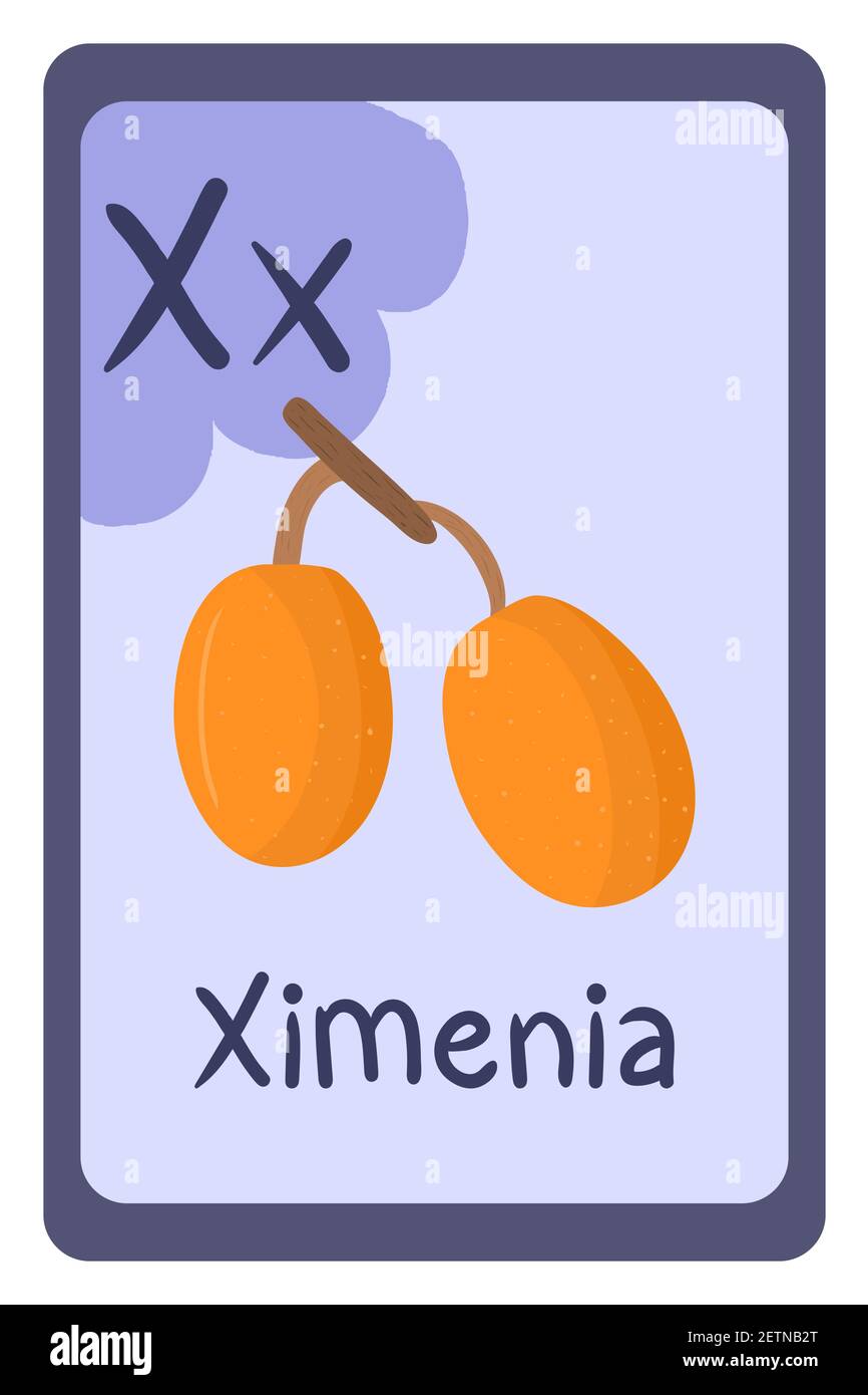 Carte flash d'éducation abc colorée, lettre X - ximenia, orange fruit. Illustration vectorielle de l'alphabet avec les aliments, les fruits et les légumes. École, étude, concept d'apprentissage. Illustration de Vecteur