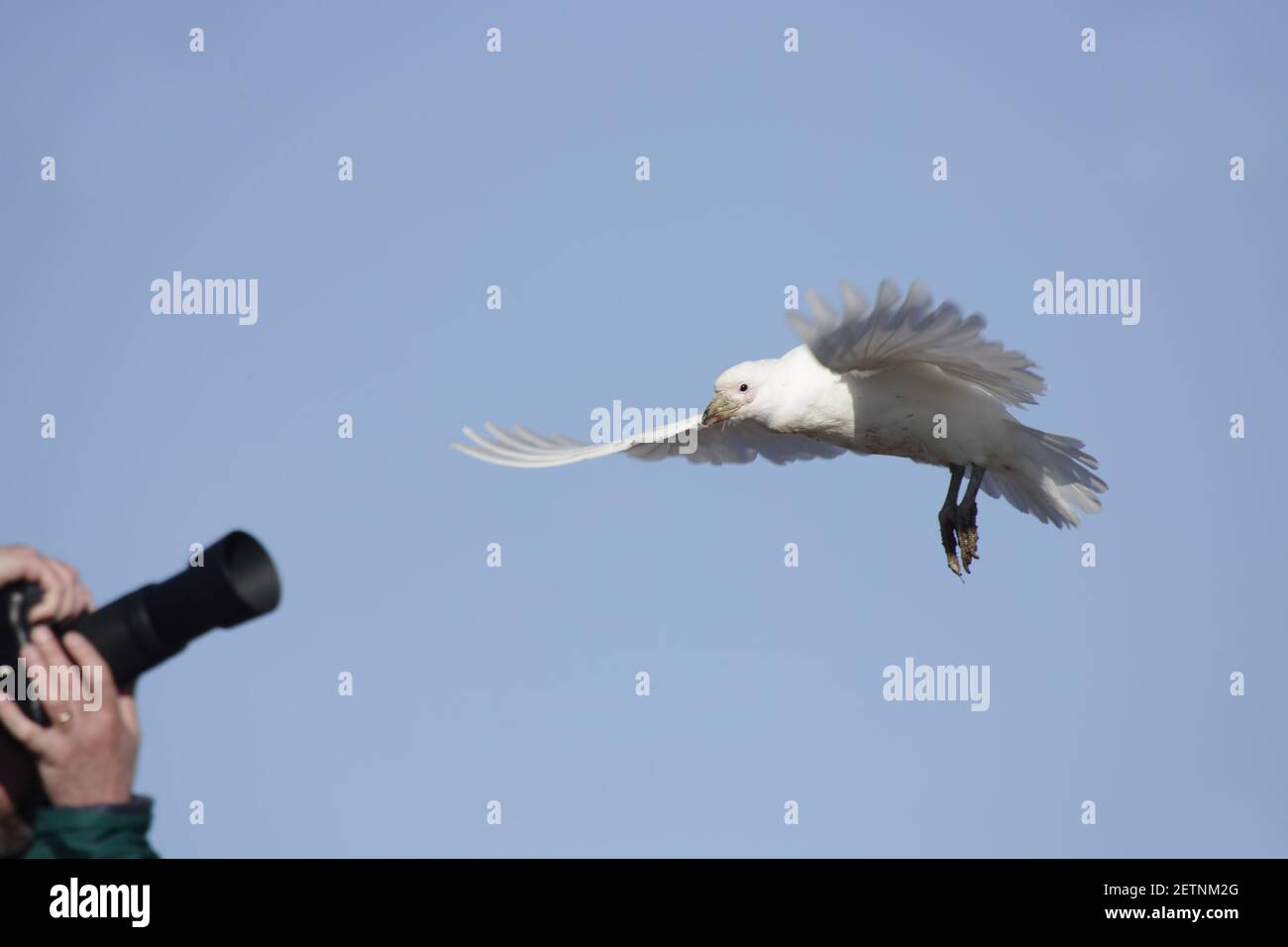 Sheathbill enneigé - en FlightChionis alba Paulette Island Antarctique Penninsulaire BI007472 Banque D'Images