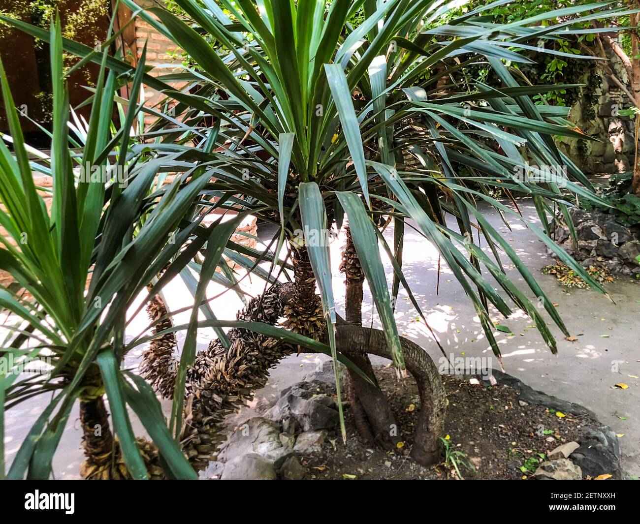 Palmier décoratif dans la cour du jardin Banque D'Images