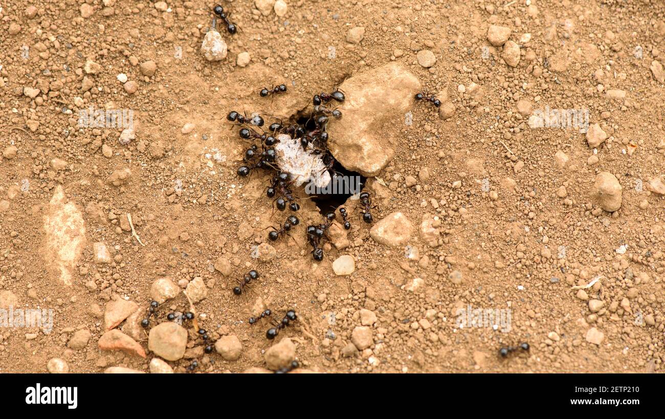 Les fourmis au travail, la coopération et le travail d'équipe Banque D'Images