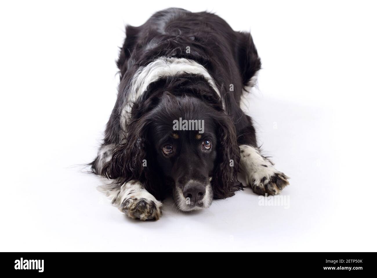 Chien springer spaniel anglais couché dans le studio isolé sur un arrière-plan blanc Banque D'Images