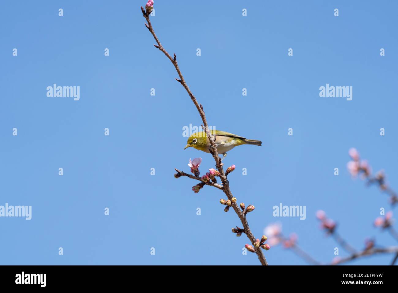 Œil blanc verruqueux (Zosterops japonicus), cerisier sur le février, ville d'Isehara, préfecture de Kanagawa, Japon. Juste après les fleurs. Banque D'Images