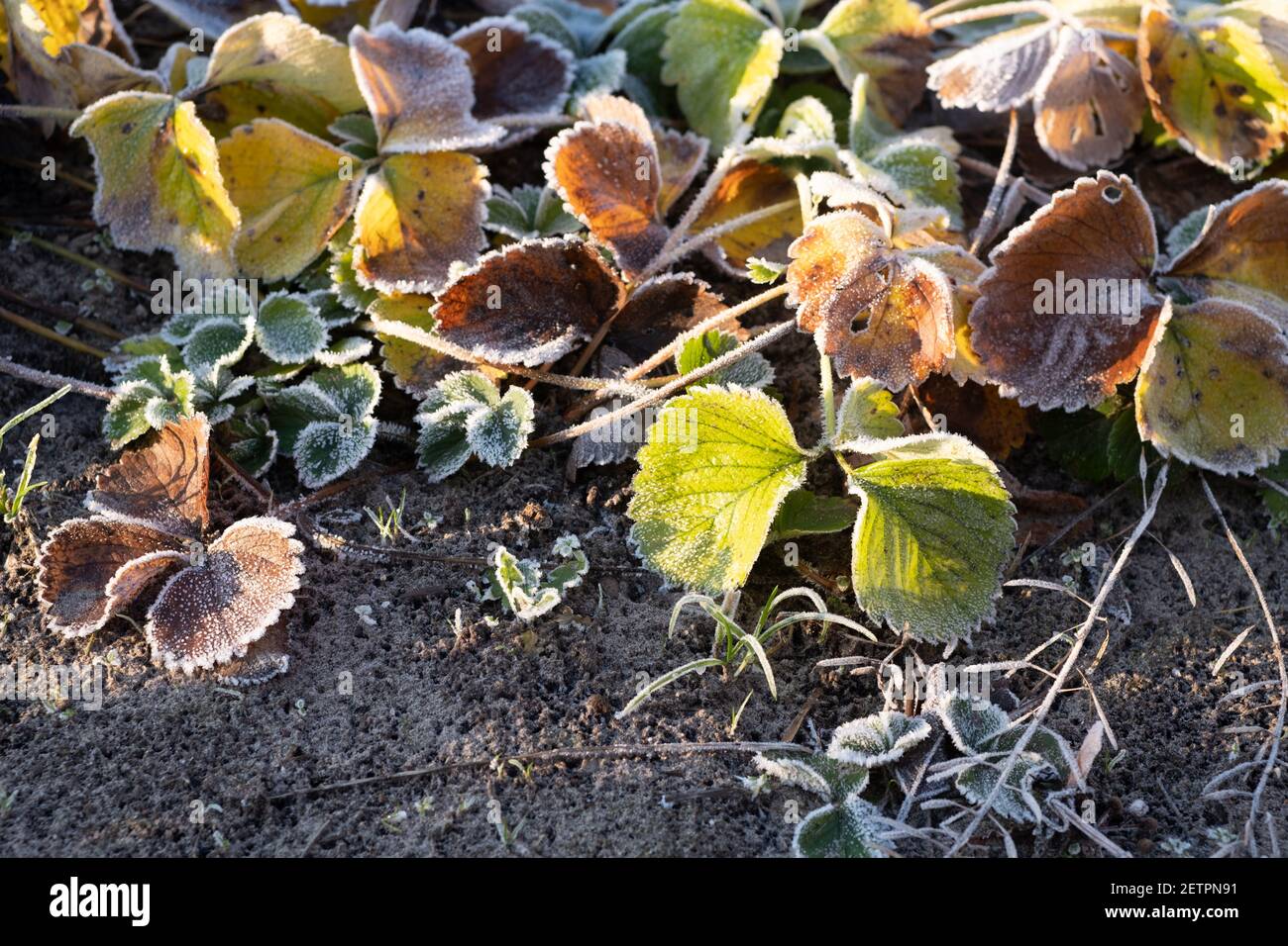 Feuilles vertes avec bord de glace et soleil. Comment hivernage les semis de fraise dans le sol naturel. Banque D'Images