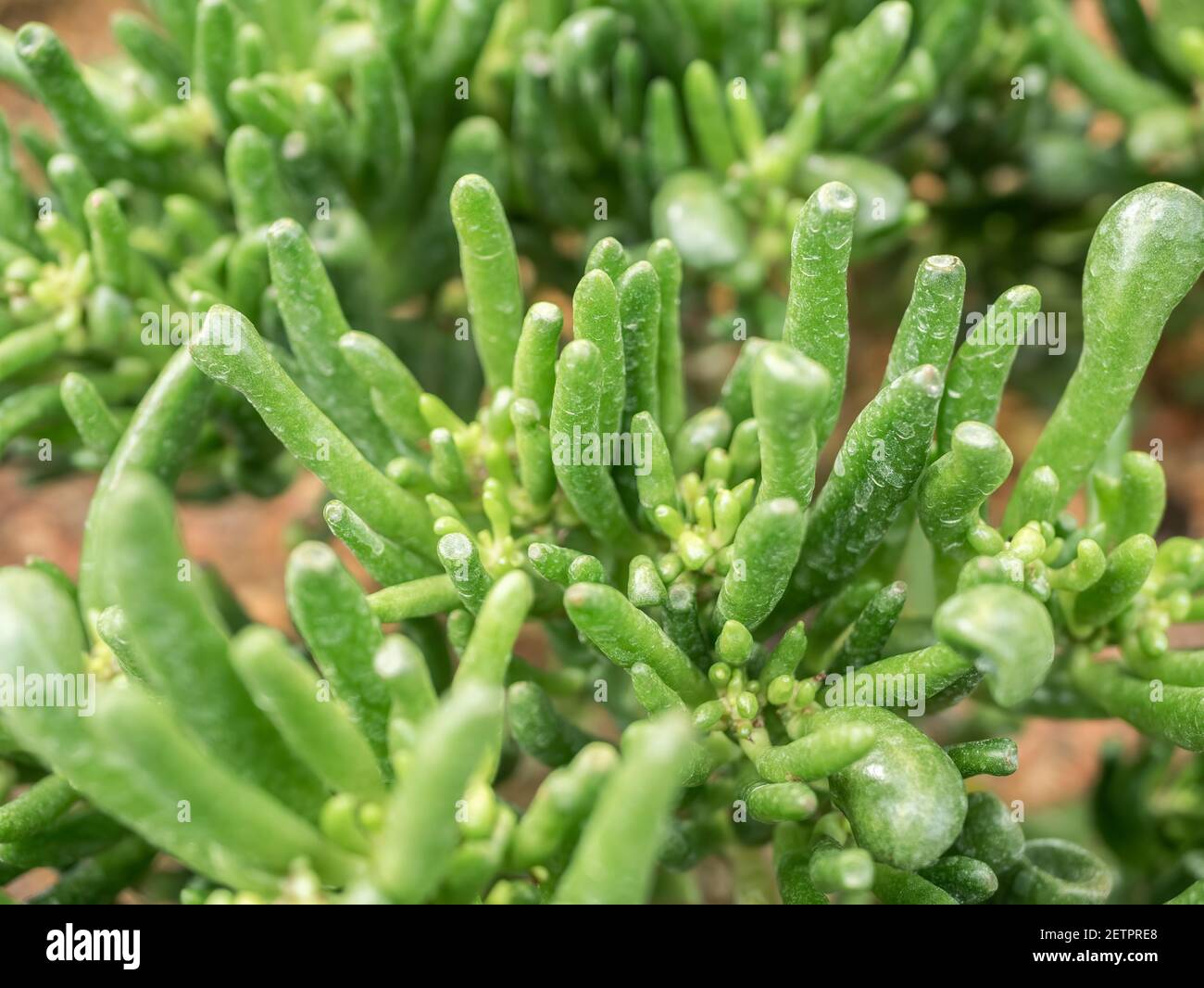 Crassula ovata hobbit, communément connu sous le nom de plante de jade, plante de chance, plante d'argent ou d'arbre d'argent dans le jardin Banque D'Images