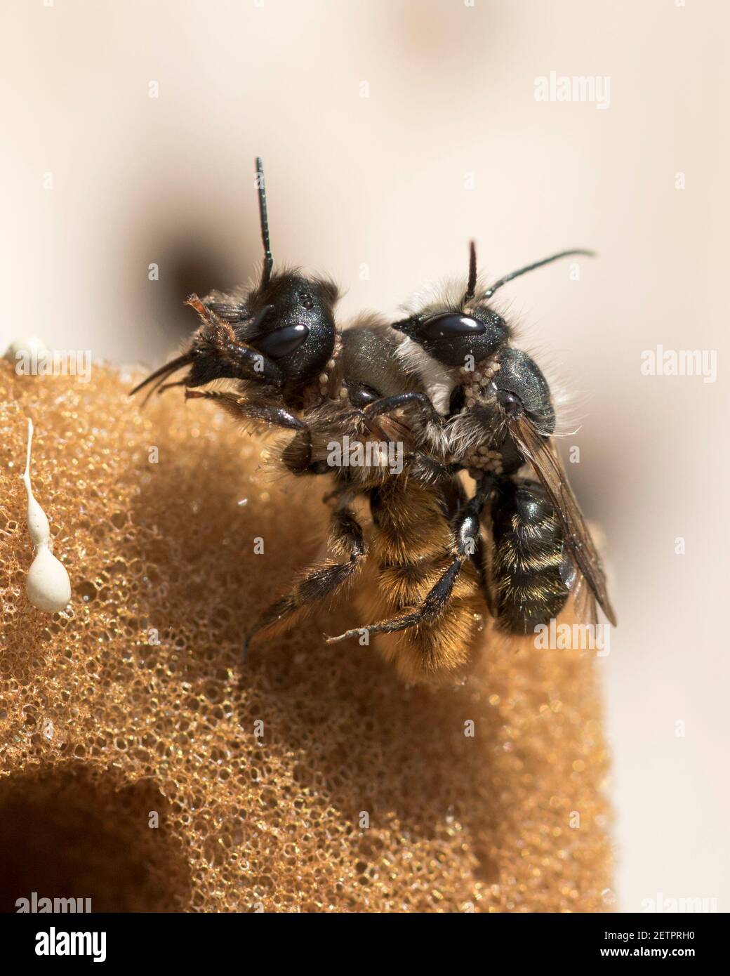 Les abeilles maçons rouges (Osmia bicornis) se conjuguées avec le mâle transférant les insectes polliniques à la femelle et infectant le nid. Banque D'Images