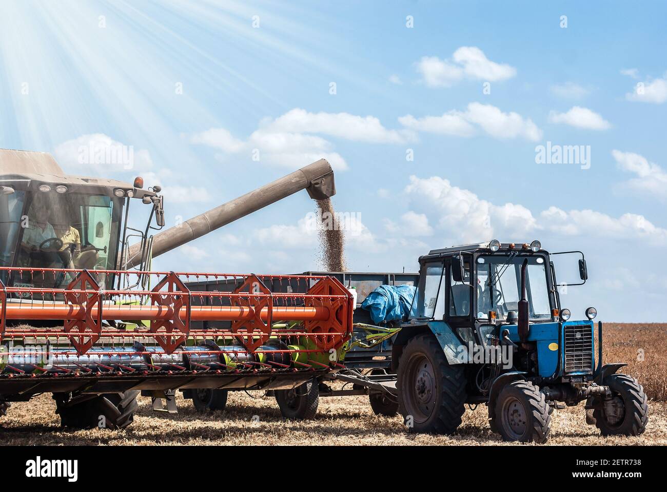 la moissonneuse-batteuse récolte dans le champ, place le grain sur la remorque du tracteur Banque D'Images