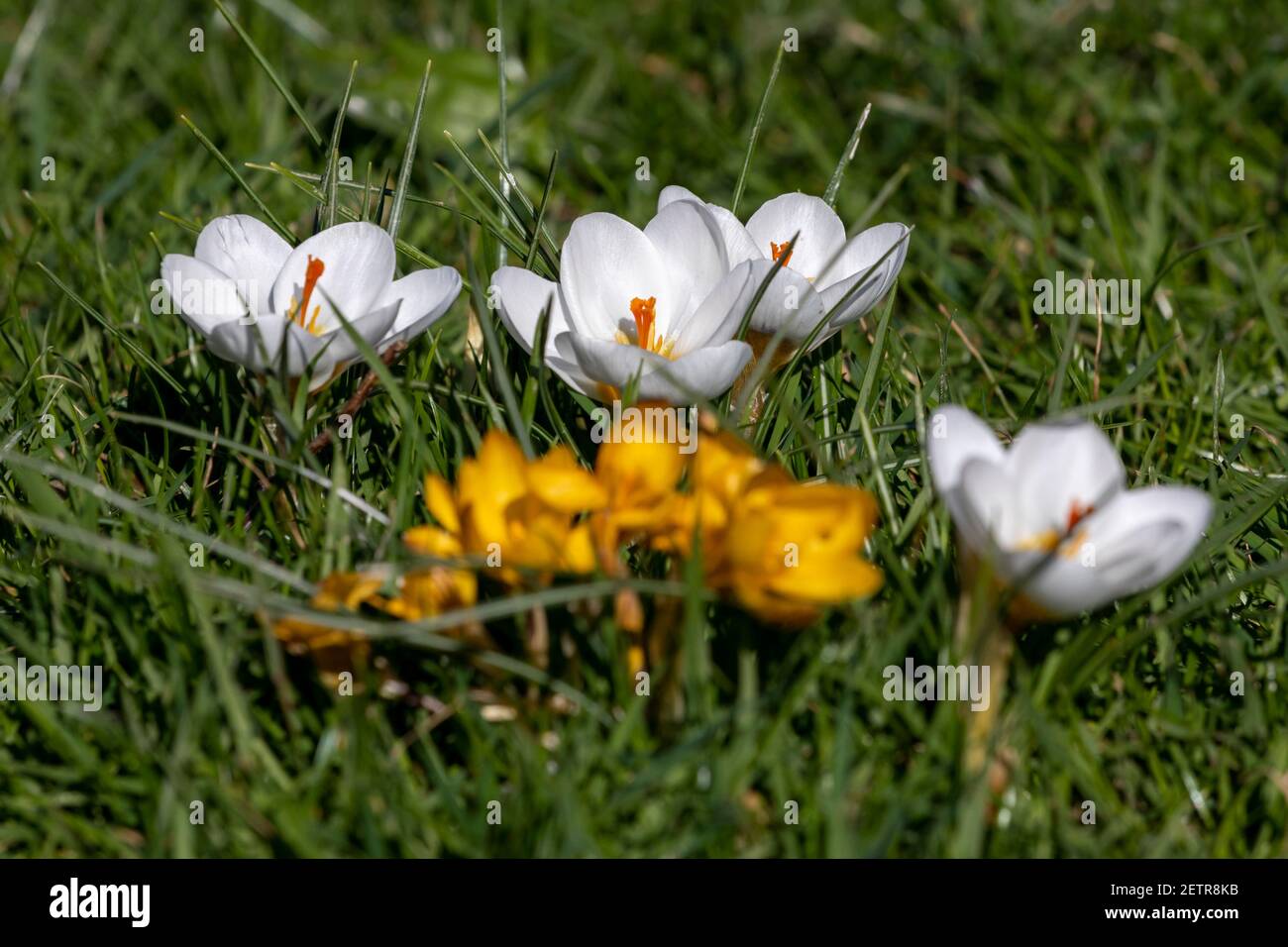 Crocus flowers, Sussex, Royaume-Uni Banque D'Images Crocus flowers, Sussex, Royaume-Uni Banque D'Images