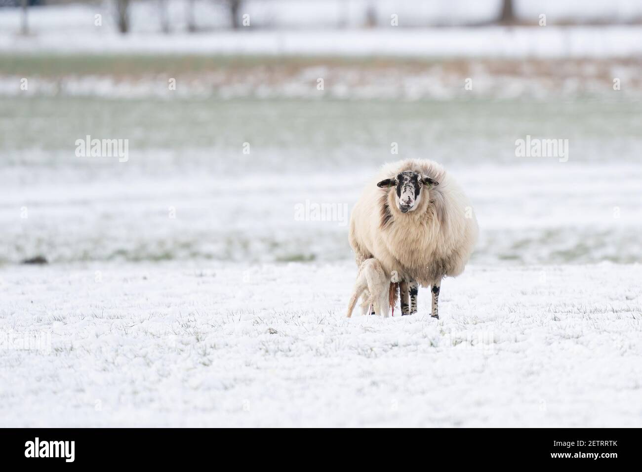 Mouton Avec Agneau Dans Un Paturage Enneige L Agneau Nouveau Ne Boit Du Lait De La Mere L Apres Naissance Est Encore Suspendu De La Brebis Et De L Agneau Qui Encore Photo Stock Alamy