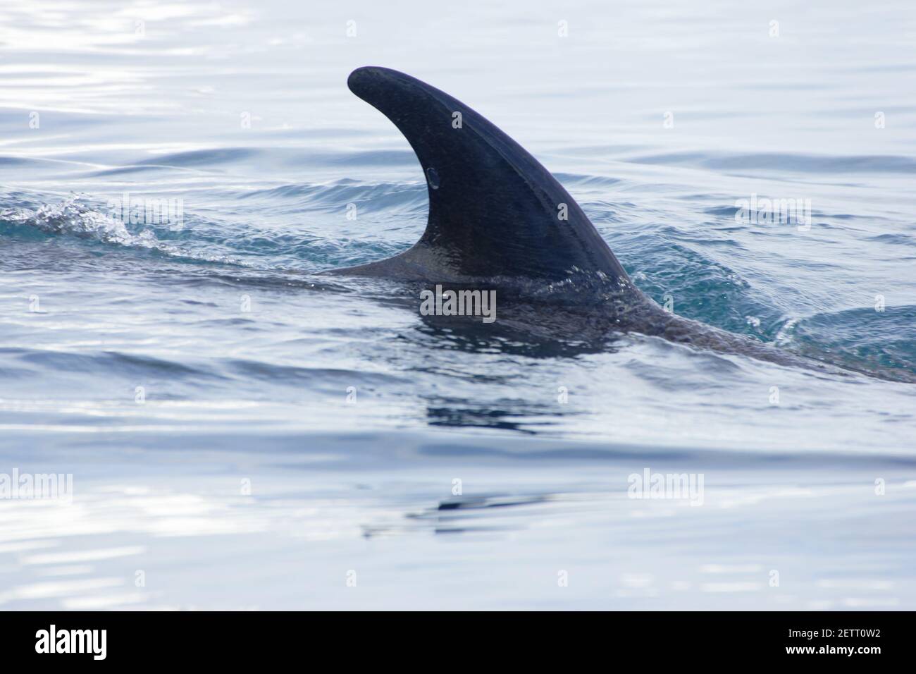 Petit WhaleBalaenoptera acutorostrata Neko Harbour Antarctique Penninsulaire MA001089 Banque D'Images