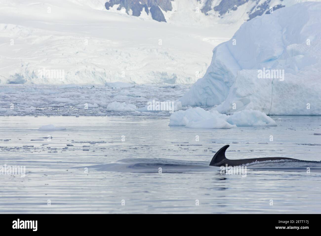 Merlu WhaleBalaenoptera acutorostrata Neko Harbour Antarctique Penninsulaire MA001106 Banque D'Images