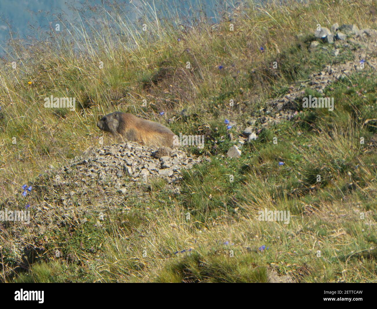 Marmot dans le parc national suisse Banque D'Images