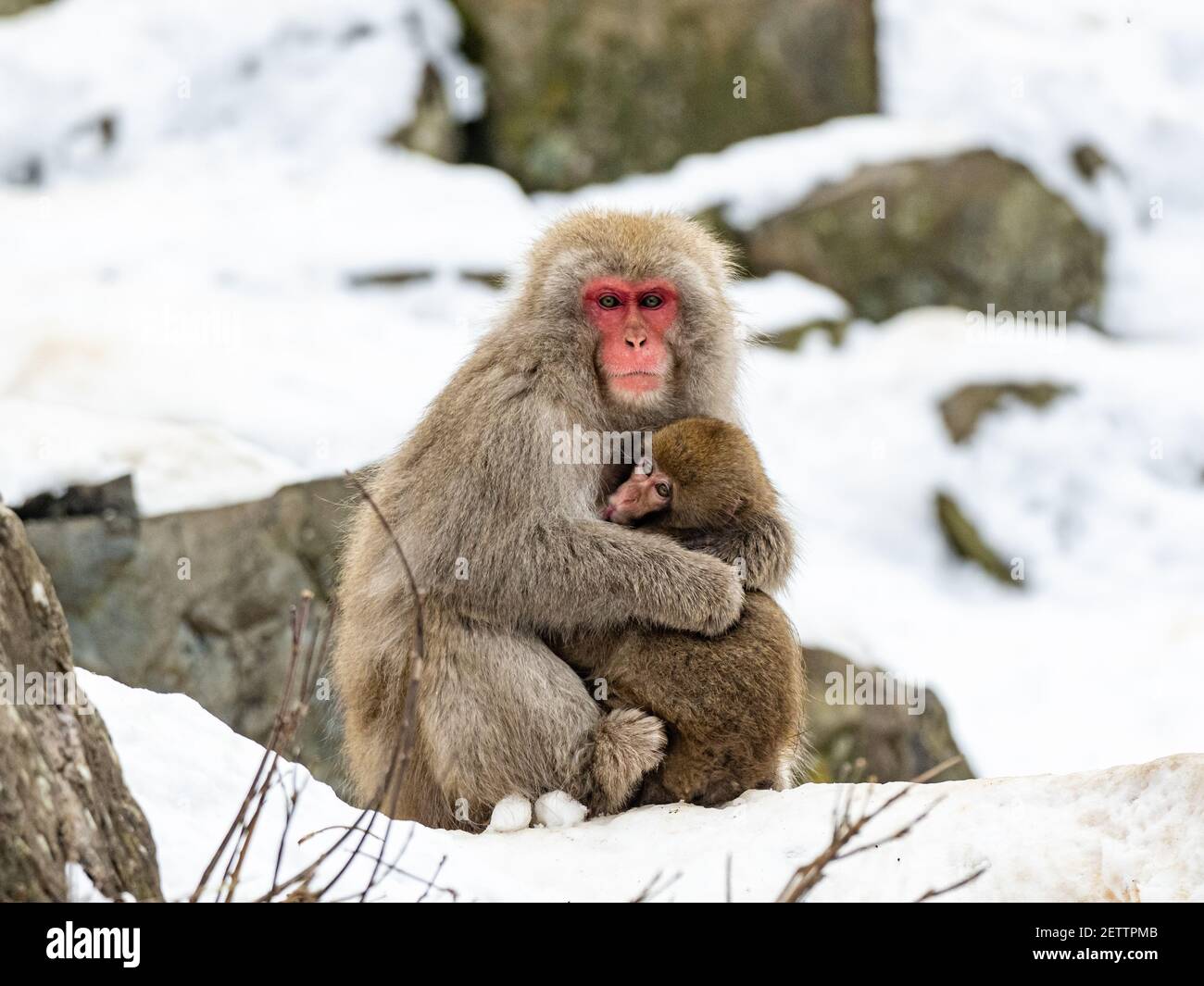 Macaca fuscata, macaque japonaise ou singe-neige, mère et enfant, est assise sur les rochers à côté des sources chaudes dans le parc des singes de Jigokudani, Nagano Préfet Banque D'Images