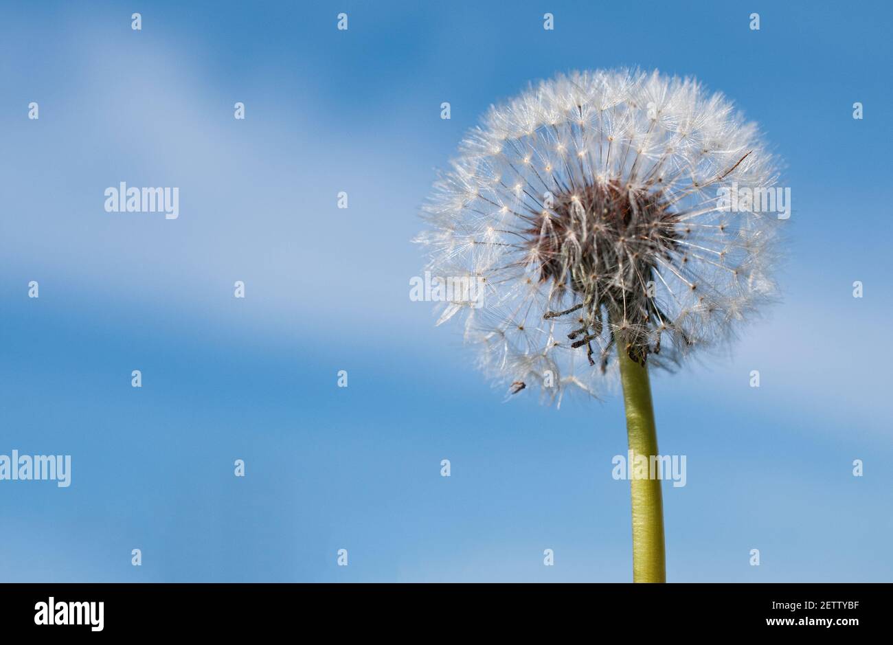 Pissenlit fleur de souffle sur un fond bleu ciel Banque D'Images