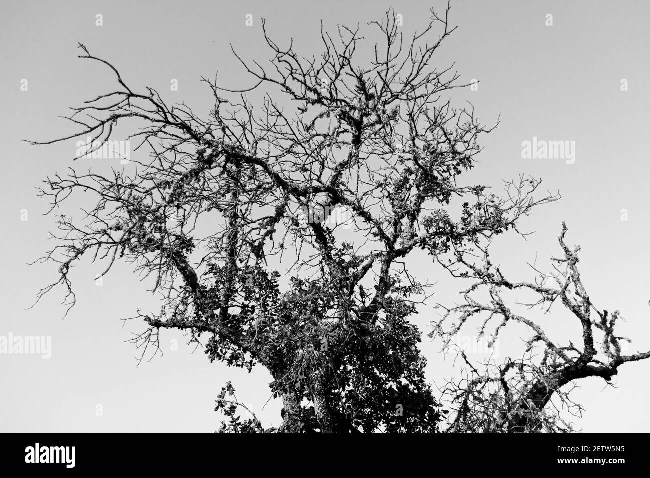 Dos d'un arbre d'orme mort illuminé d'un ciel bleu clair dans le sud de l'andalousie espagne Banque D'Images