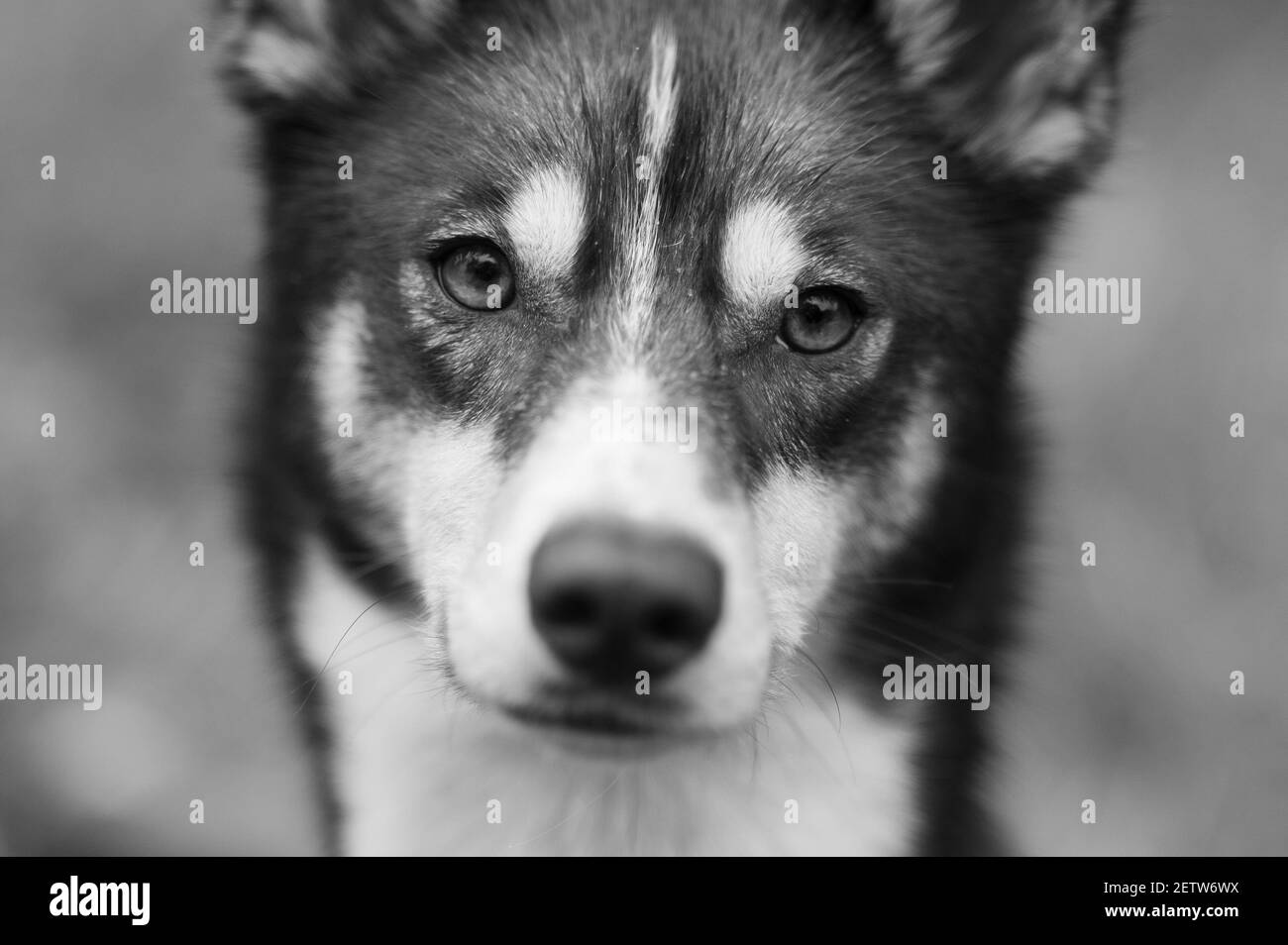 Portrait de chien avec espace négatif, contact avec les yeux Banque D'Images