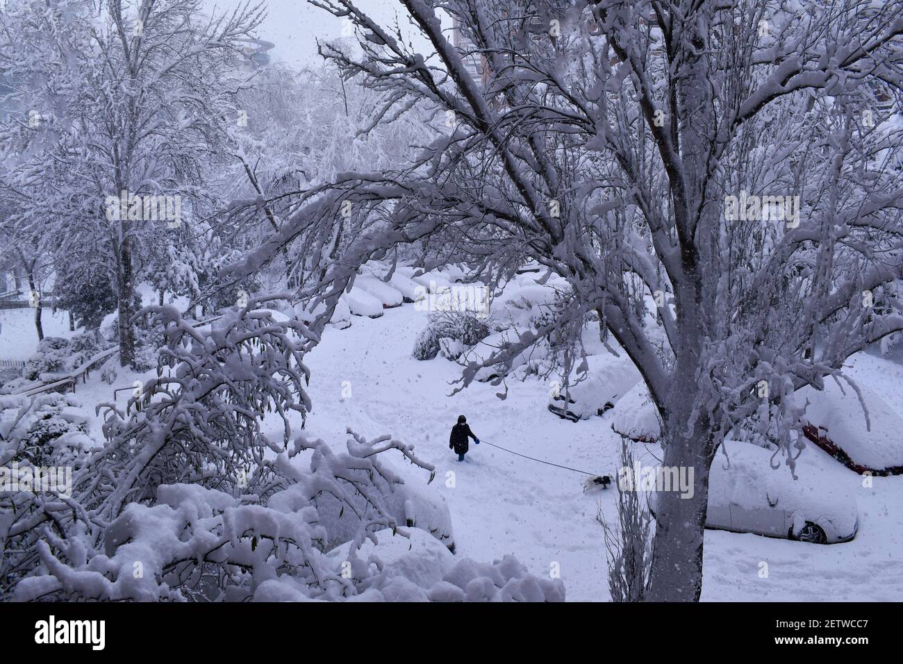 Neige dans la ville. En marchant votre animal sur la neige vierge, dans la grande chute de neige de Madrid, face à la tempête de neige Filomena en Espagne Banque D'Images