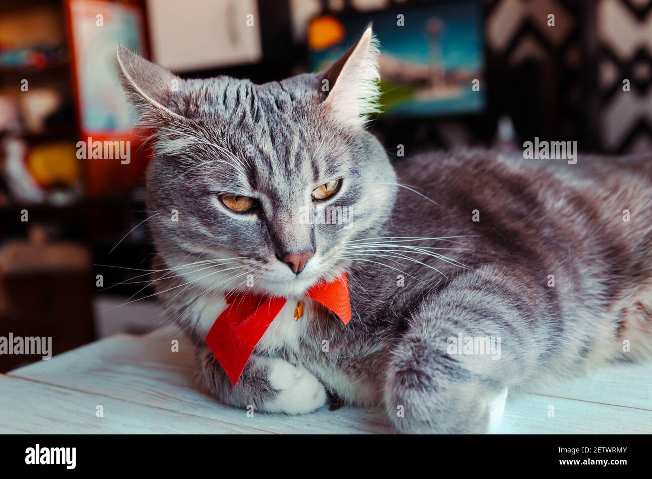 Portrait de jeune chat gris avec noeud papillon rouge vif. Chat domestique  festif pendant les vacances Photo Stock - Alamy
