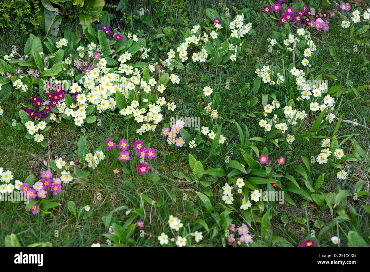 Diverses espèces de primroses poussant sur le bord de la route à Gloucestershire, Royaume-Uni Banque D'Images