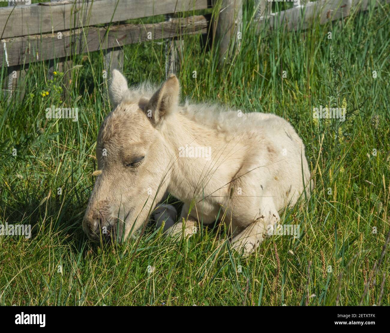 Sleeping newborn foal lying in grass Banque D'Images