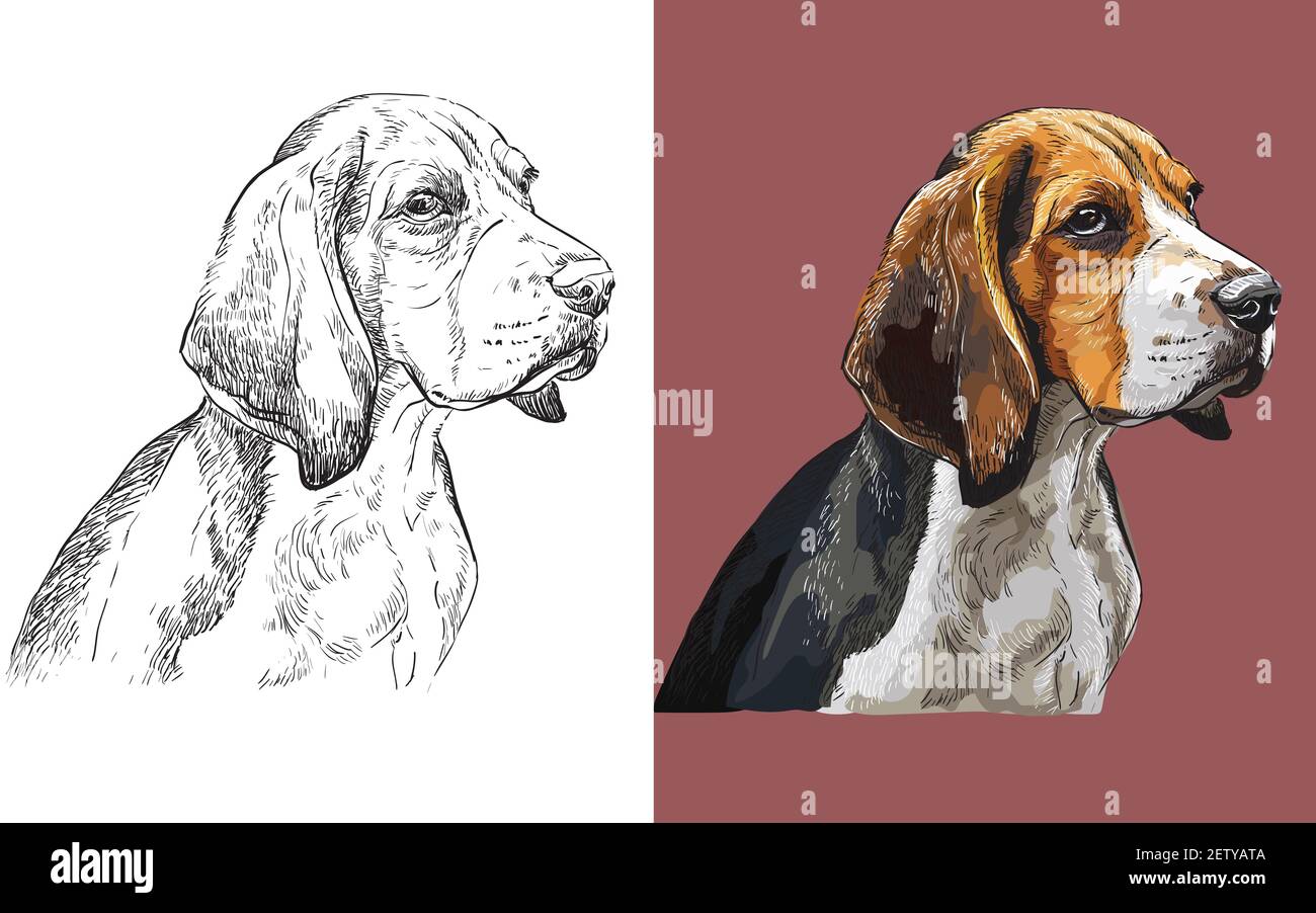 Tête réaliste du chien Beagle. Illustration vectorielle noire et blanche et colorée isolée du chien. Pour la décoration, le livre de coloriage, le design, les imprimés, les affiches Illustration de Vecteur