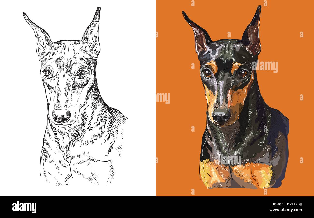 tete realiste du chien miniature pinscher illustration vectorielle noire et blanche coloree isolee pour la decoration livre de coloriage design pri image stock alamy rectangle