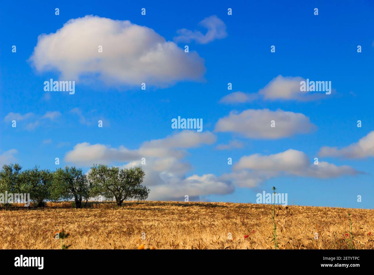 Entre Apulia et Basilicate: oliveraie sur les champs récoltés, Italie.campagne vallonnée dominée par les nuages, Italie. Banque D'Images