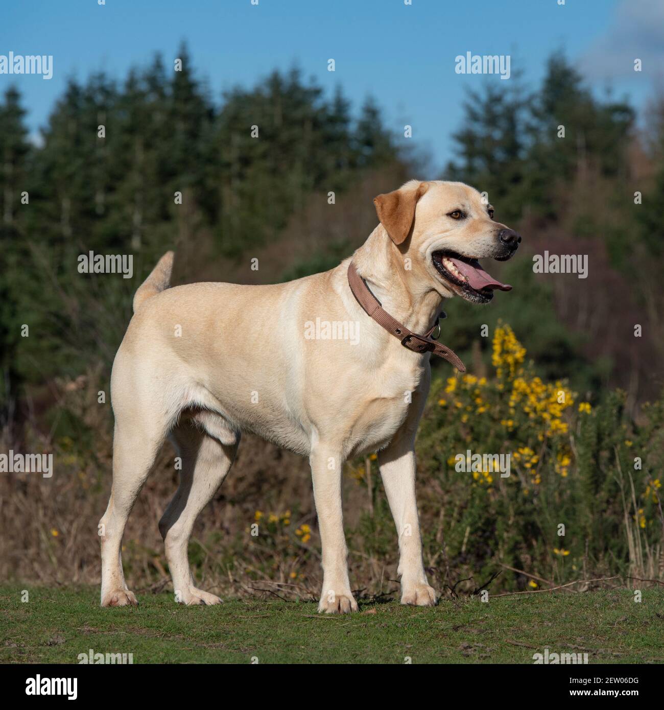 Labrador Retriever jaune Banque D'Images