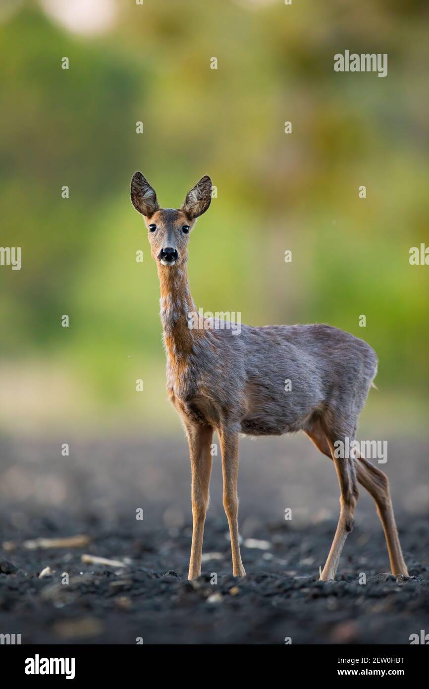 Chevreuil timide qui change de fourrure et se tient sur un champ dans la nature de printemps Banque D'Images