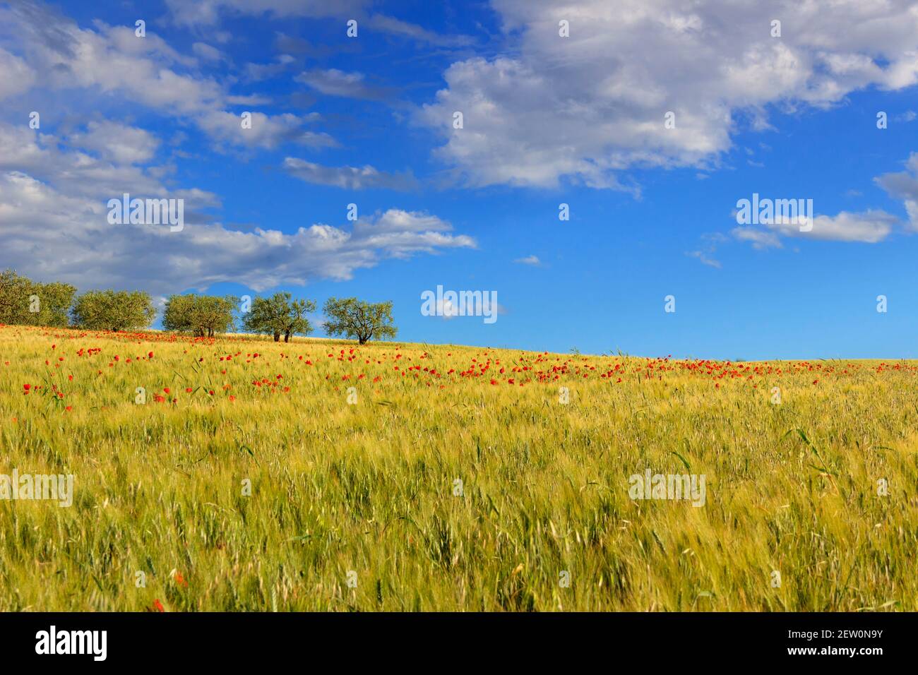 Campagne de printemps avec des cultures immatures et des oliviers.dominés par les orages, Italie. Banque D'Images