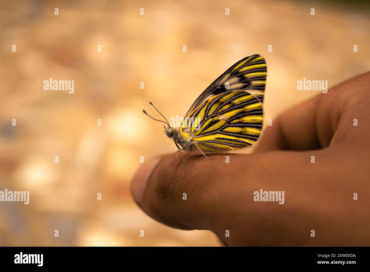 Papillon posant sur une main humaine Banque D'Images