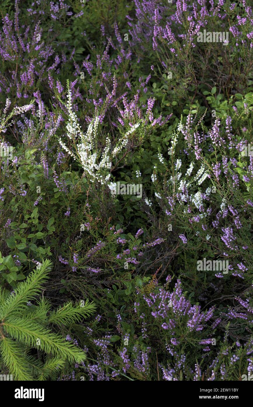 Blanc chiné (Calluna vulgaris), Forêt de Kielder, Northumberland, Angleterre, Royaume-Uni. Banque D'Images