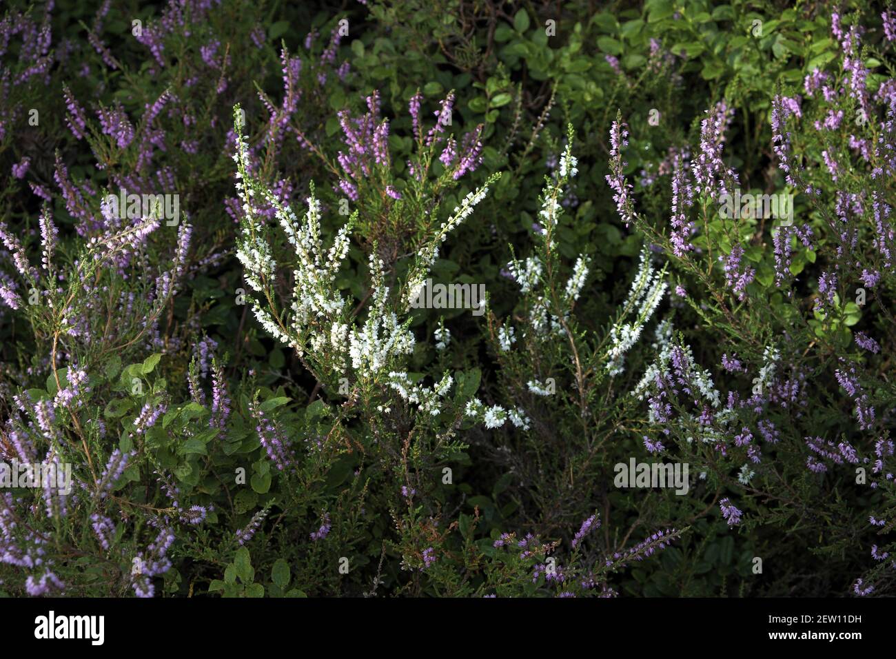 Blanc chiné (Calluna vulgaris), Forêt de Kielder, Northumberland, Angleterre, Royaume-Uni. Banque D'Images