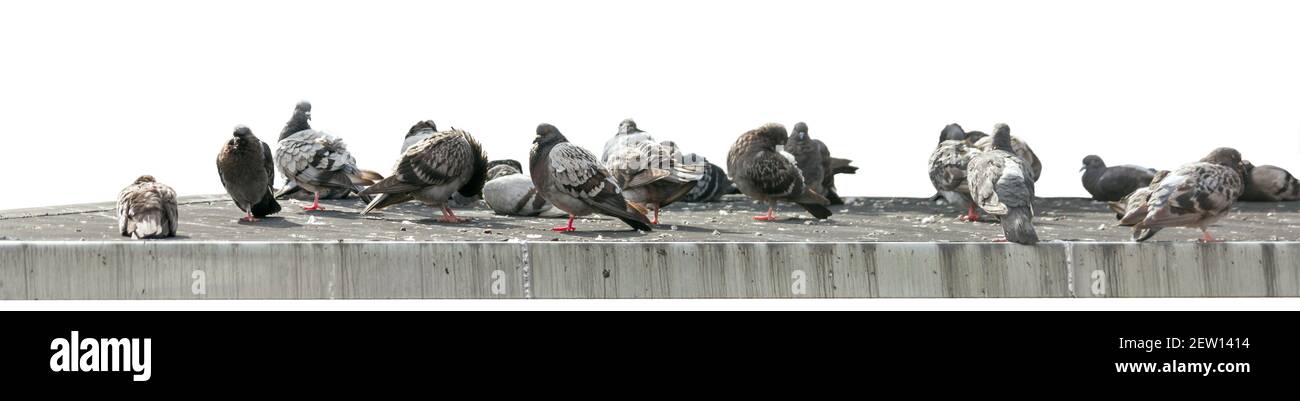 Groupe de pigeons sur un toit en béton isolé sur un fond blanc. Concept de ravageurs des oiseaux urbains. Banque D'Images Groupe de pigeons sur un toit en béton isolé sur un fond blanc. Concept de ravageurs des oiseaux urbains. Banque D'Images